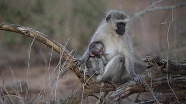婴儿育肥猴子吸妈妈荒野